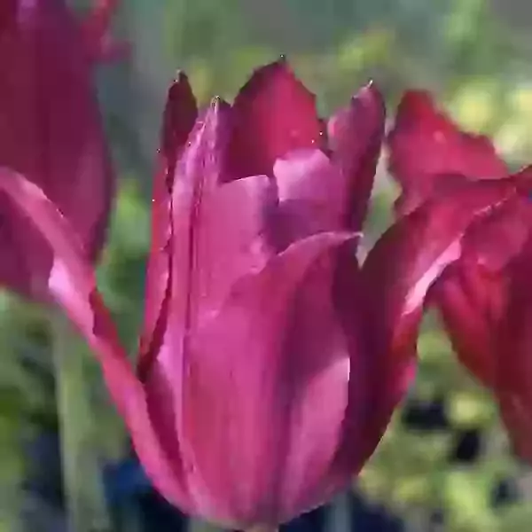 Purple Dream (lily flowered)